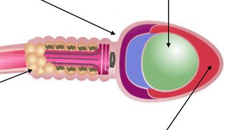 How the structure of sperm is susceptible to damage: anatomy slide.